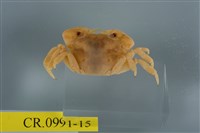 藏品(平背蜞)的圖片